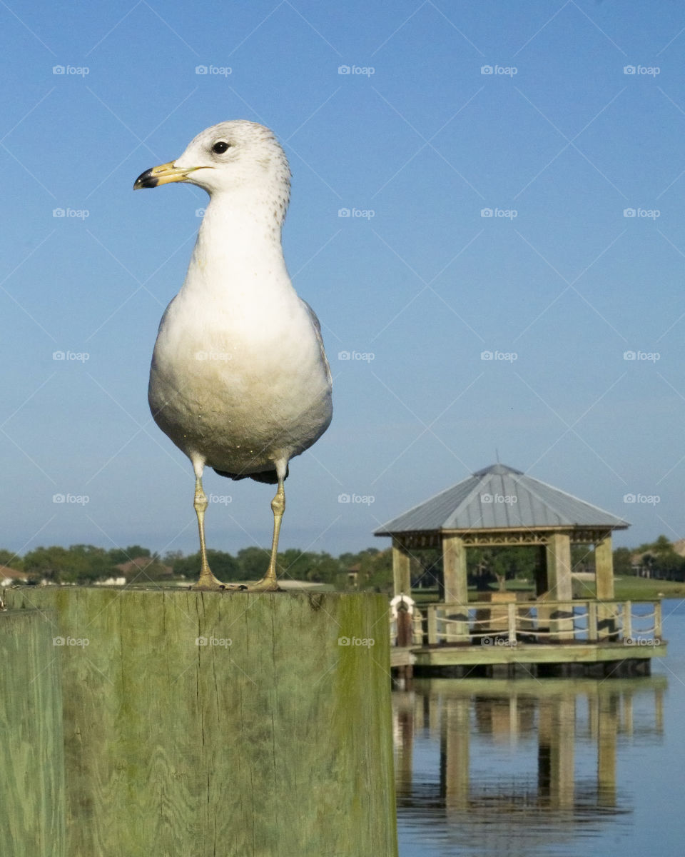 Posing Gull on the Lake