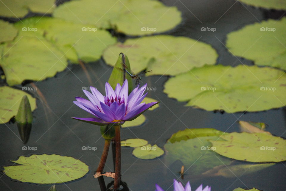 Dragonfly landing on flower surrounded by lily pads!