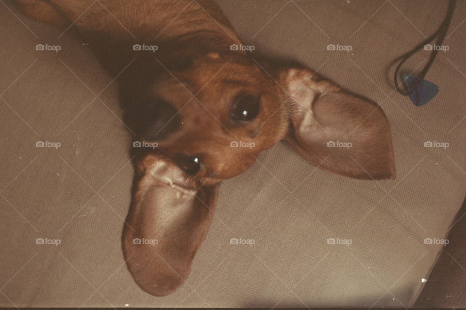 The funniest elephant dog!