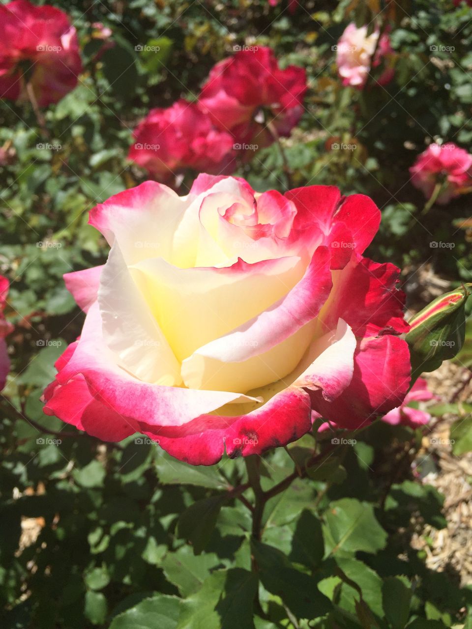 Beautiful flower in bloom