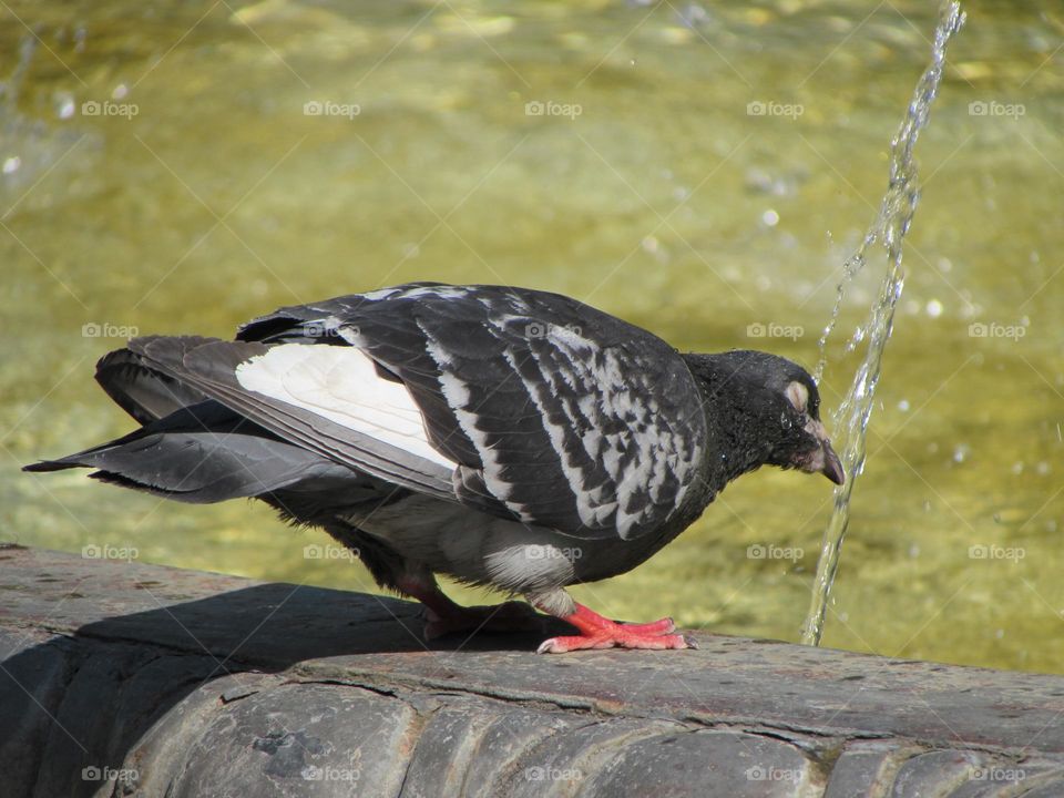 Pigeon drinks water