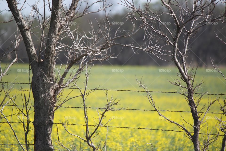 Barbed Wire Fencing 