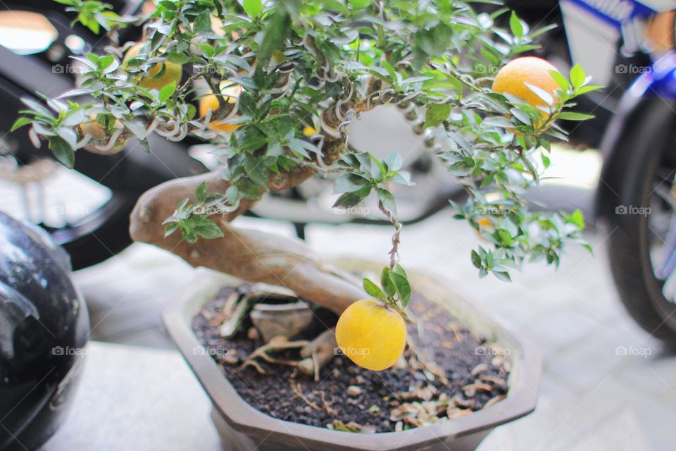 Orange bonsai