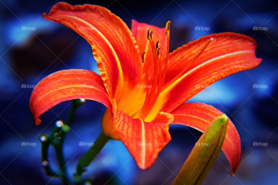 Lily in my garden. My summer lilies