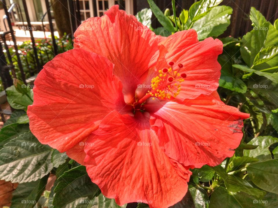 Beautiful hibiscus flower in the garden. Chinese hibiscus is a small flowering tree. Its fragrant flowers are well known the world over, leading to many cultivated variants.