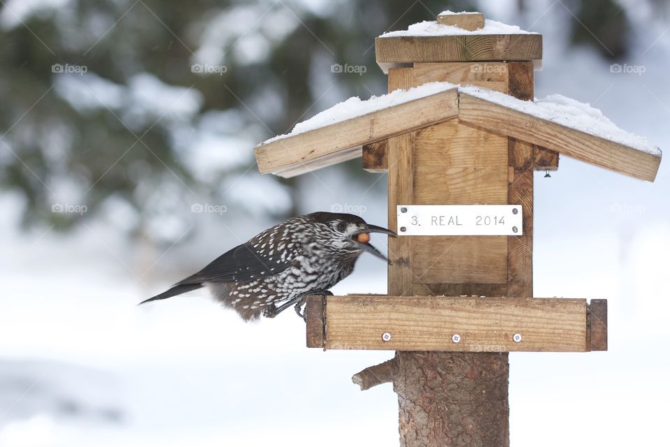 Winter Bird