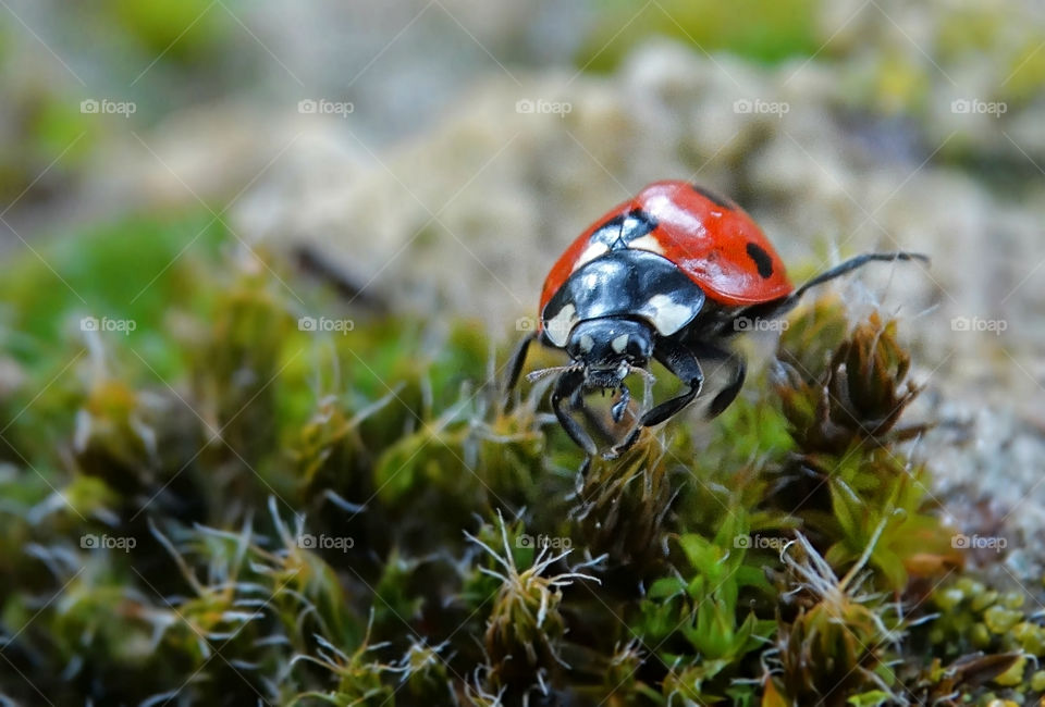 Ladybug