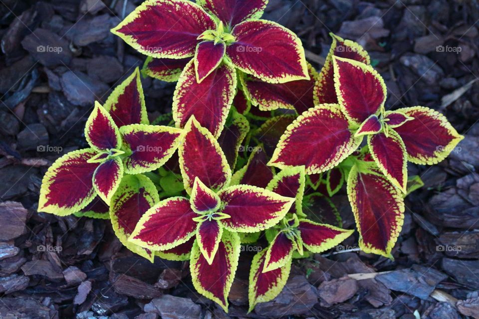 Coleus