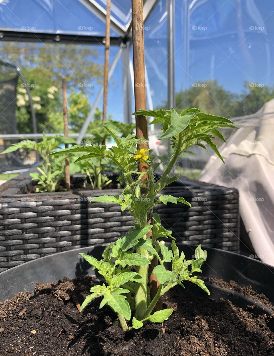 Tomatoeplants