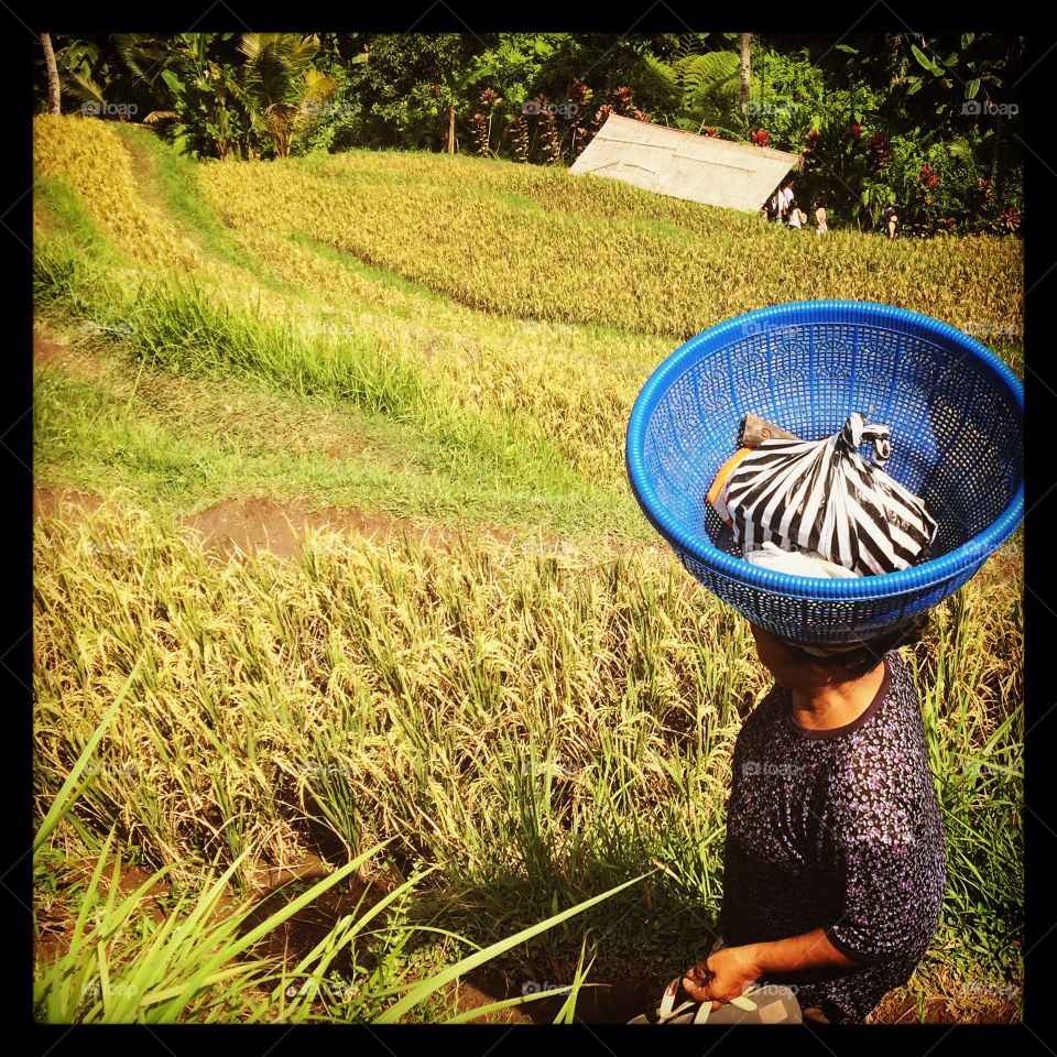 Daily indonesia . While experiencing the rice terraces as a tourist the locals still go about their daily tasks. Ubud indonesia 