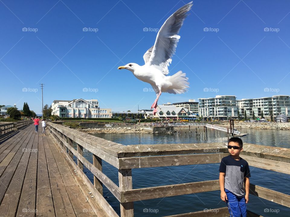 Seagull 