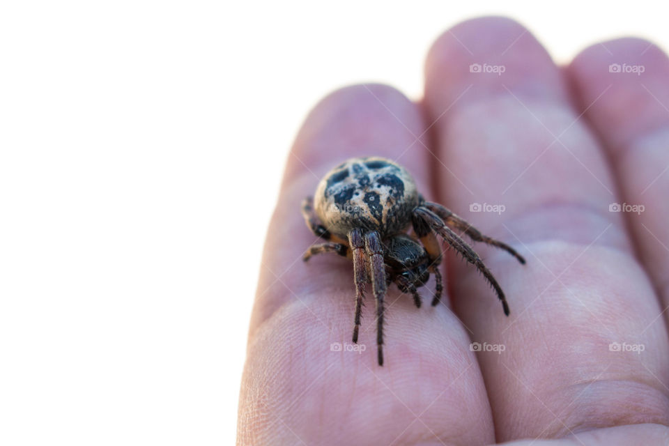 Spider in hand. This is a photograph of an orb weaver spider in a hand.