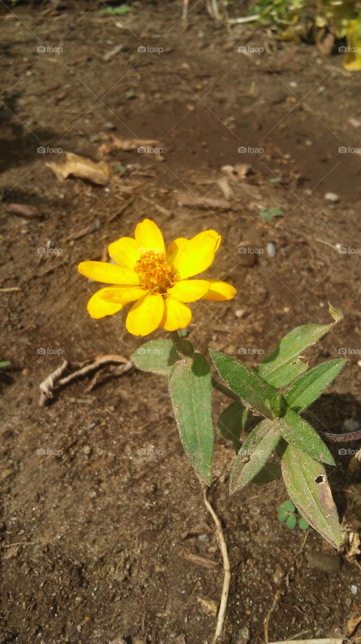 No Person, Nature, Outdoors, Leaf, Soil