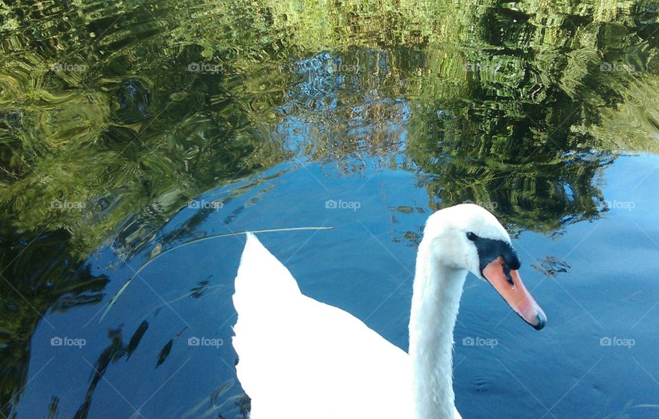begging swan