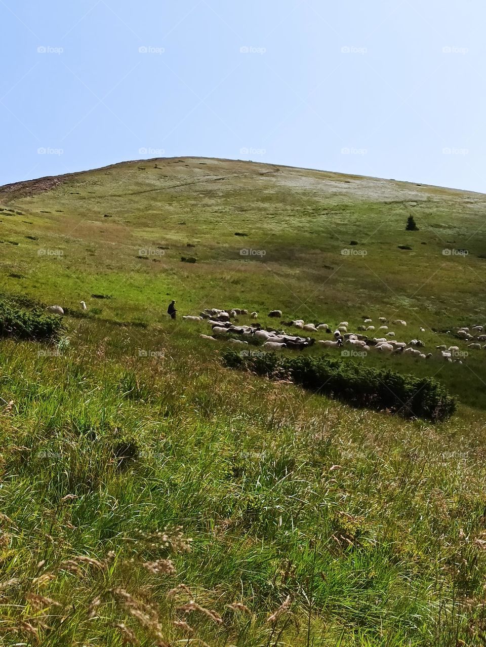 Your favourite travel destination
My beloved Carpathians. Green flower meadows. Cows with bells around their necks. Unforgettable trip across Ukraine. Mountains Dragobrat. Magnificent nature.