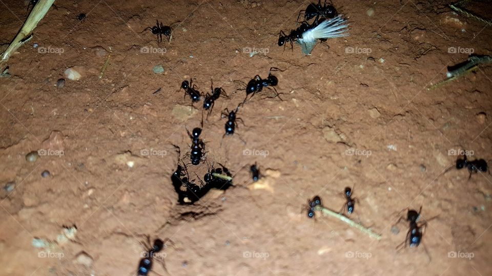 Insects ant