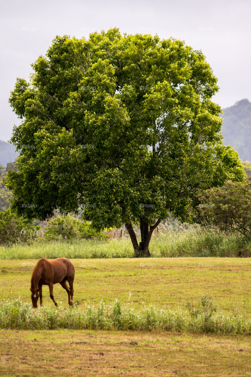 quiet on the ranch