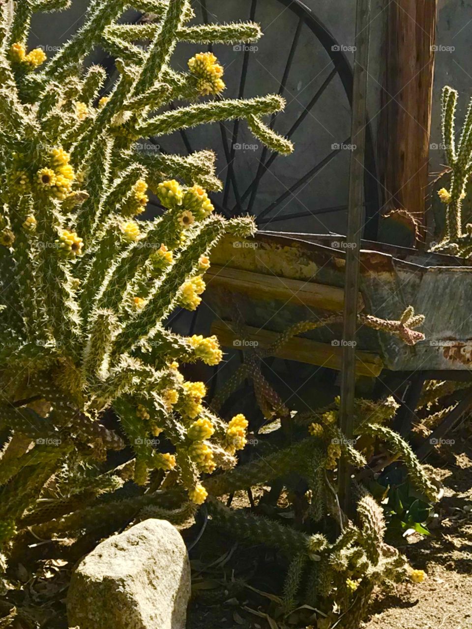 Spring in the desert