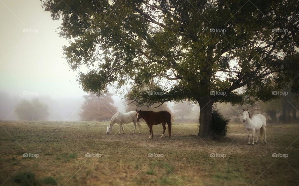 Magical Forest Clearing with Horses under a Large Tree