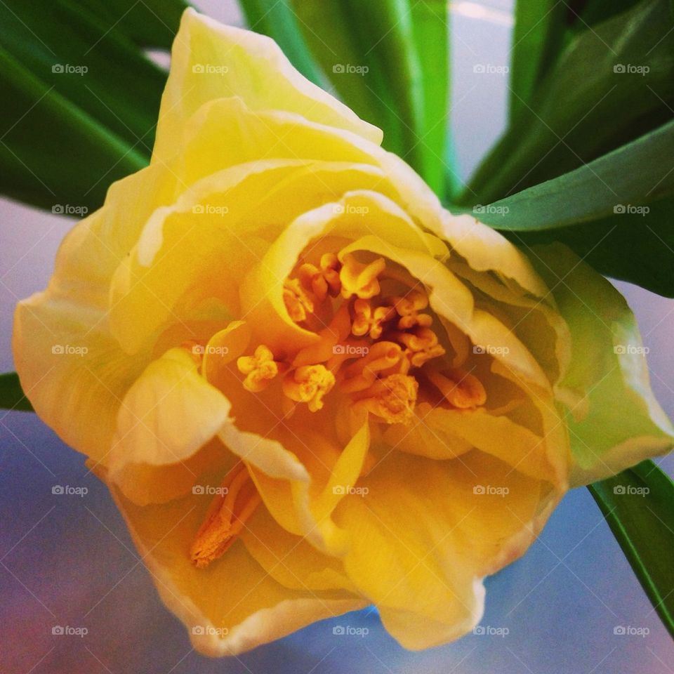 Yellow Tulip