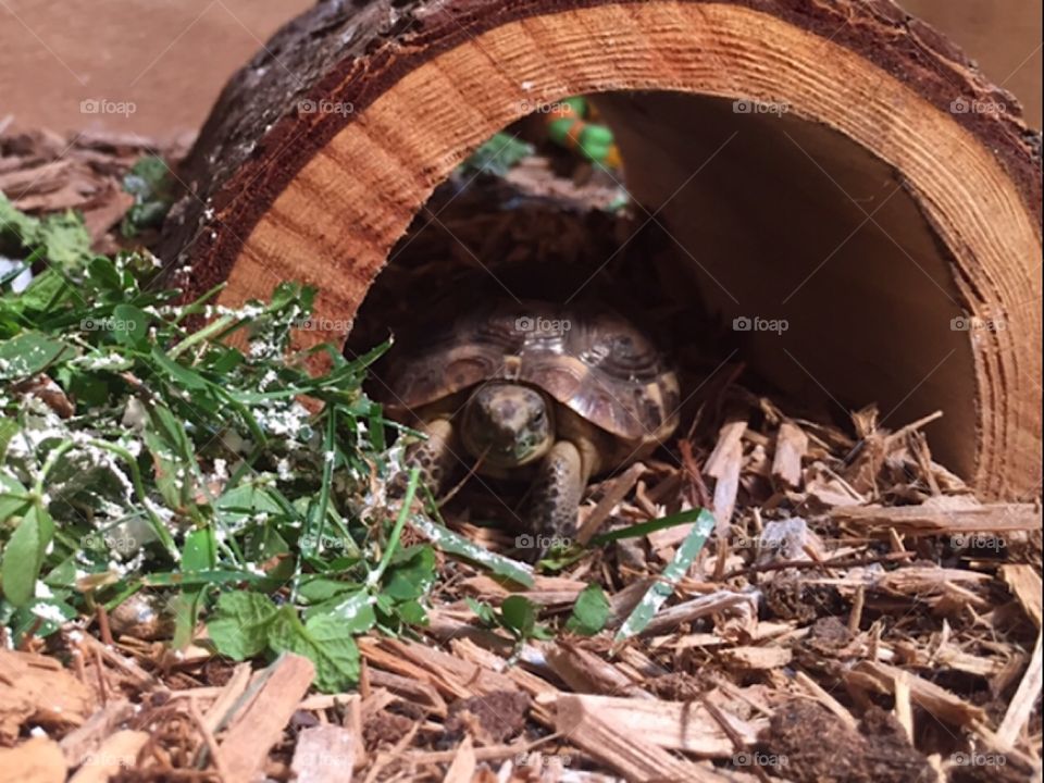 Tortoise Time