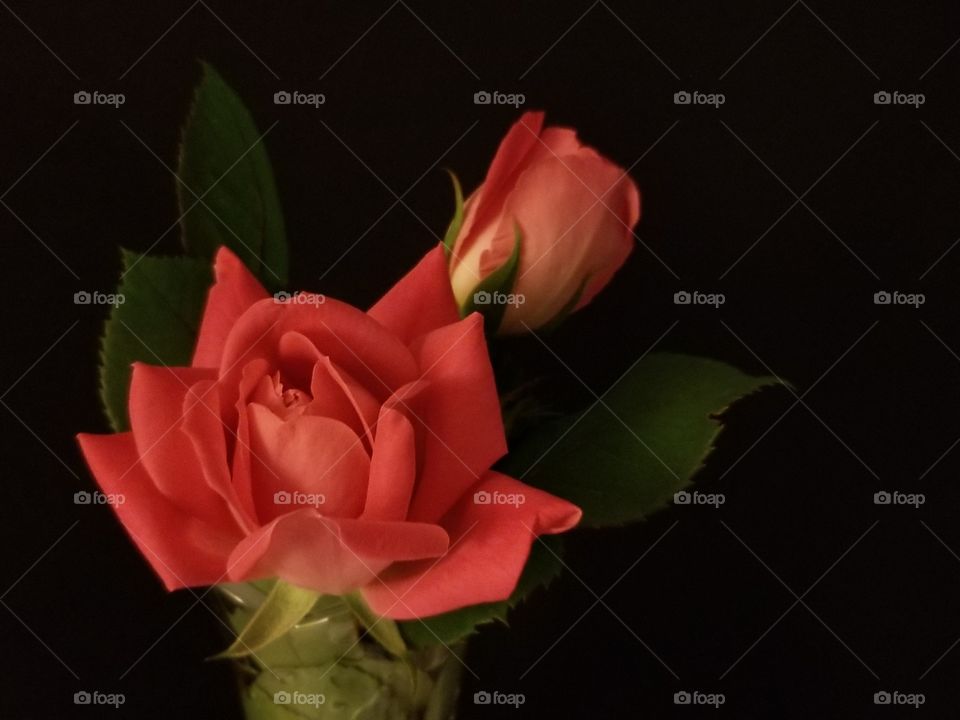 Roses Are.....Pink - 2 dark pink Roses. One rose is in full bloom and the other is a bud rose. The petals are perfect. Photo take in low light w/ a black background. The leaves are a dark green and stand behind the 2 Rose. They are gorgeous.