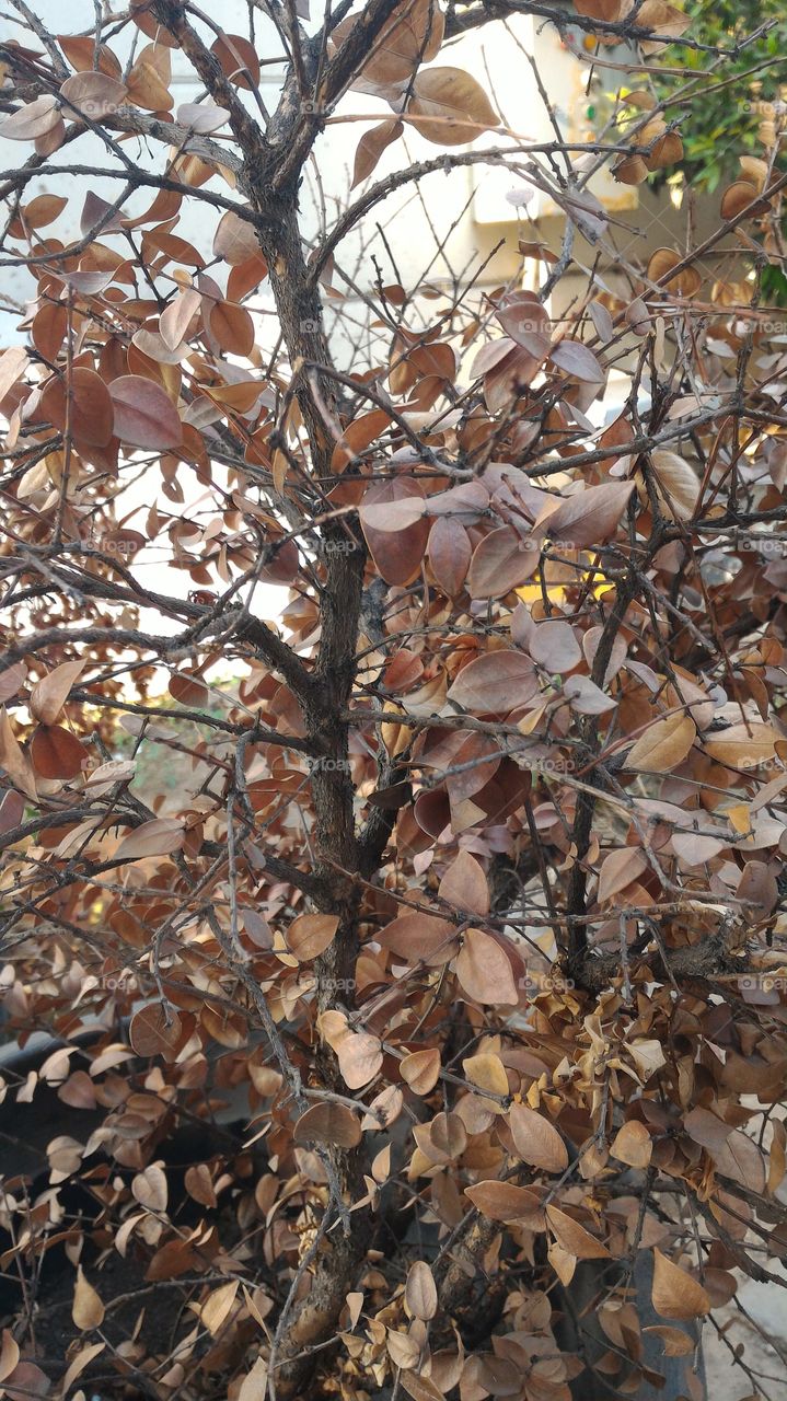 Tree, Fall, Nature, Leaf, Season