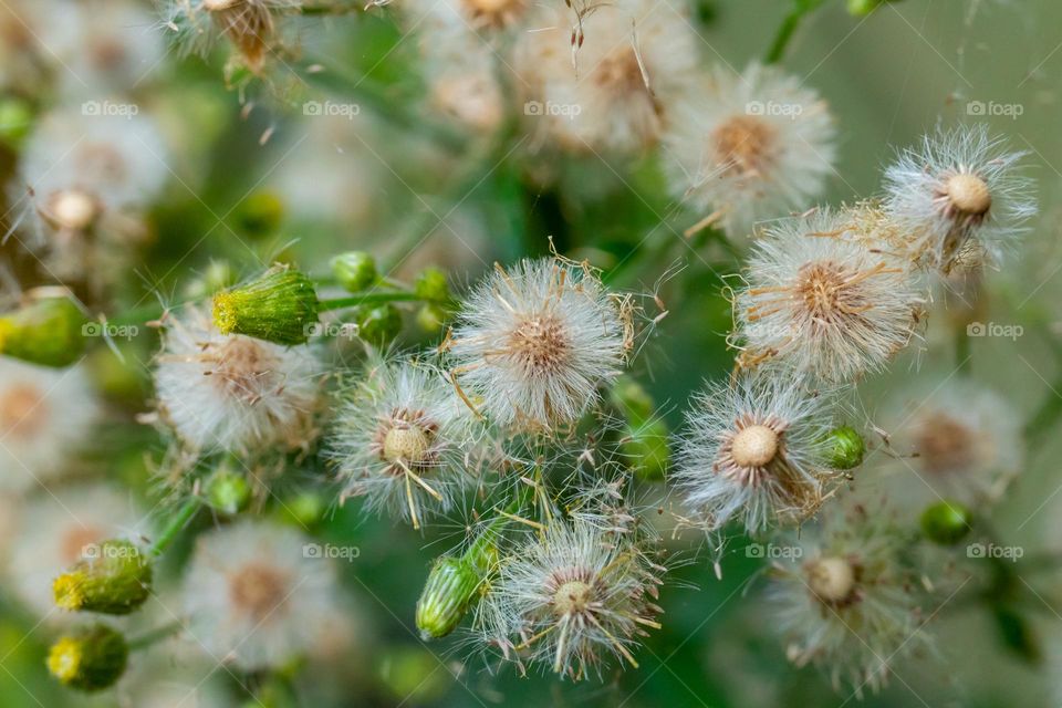 Beautiful Dandelion Flower