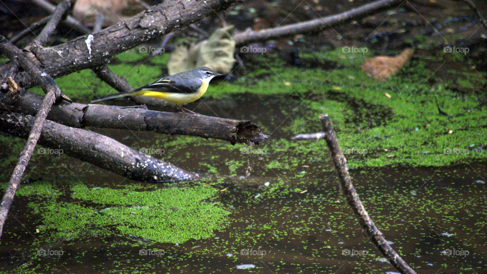 Little yellow grey white bird pearched on a fallen branch - finding food for itself in the pond.