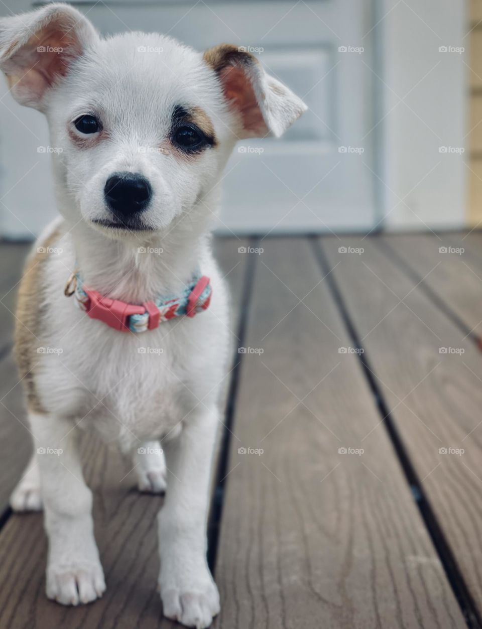 Cute puppy with floppy ears