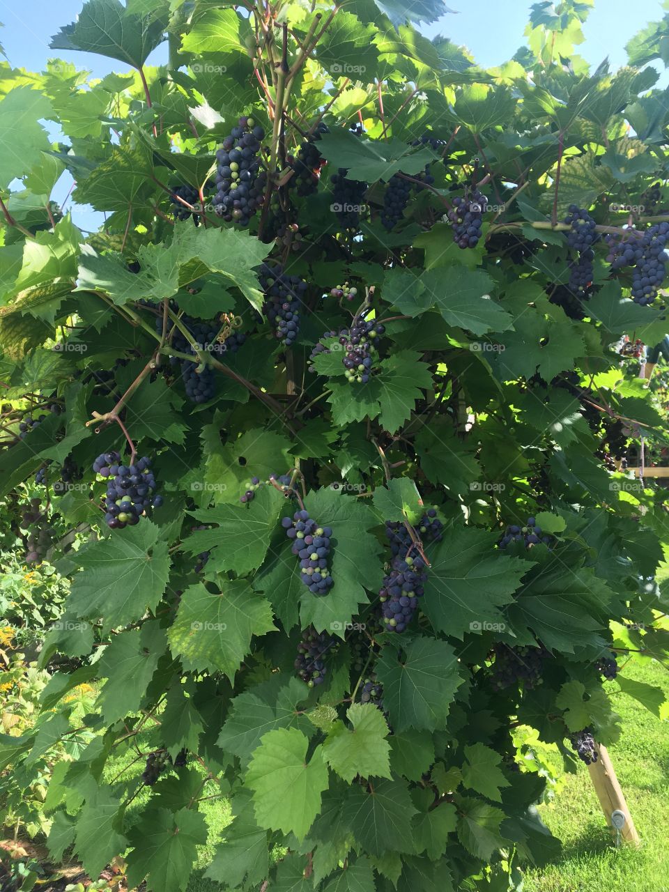 Grapes glorious grapes 🍇