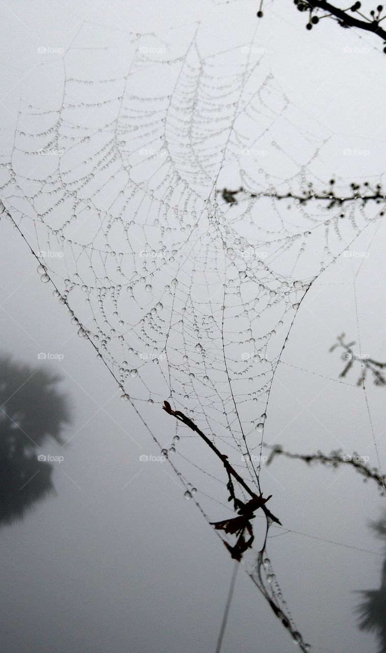 dew on spider web in mori