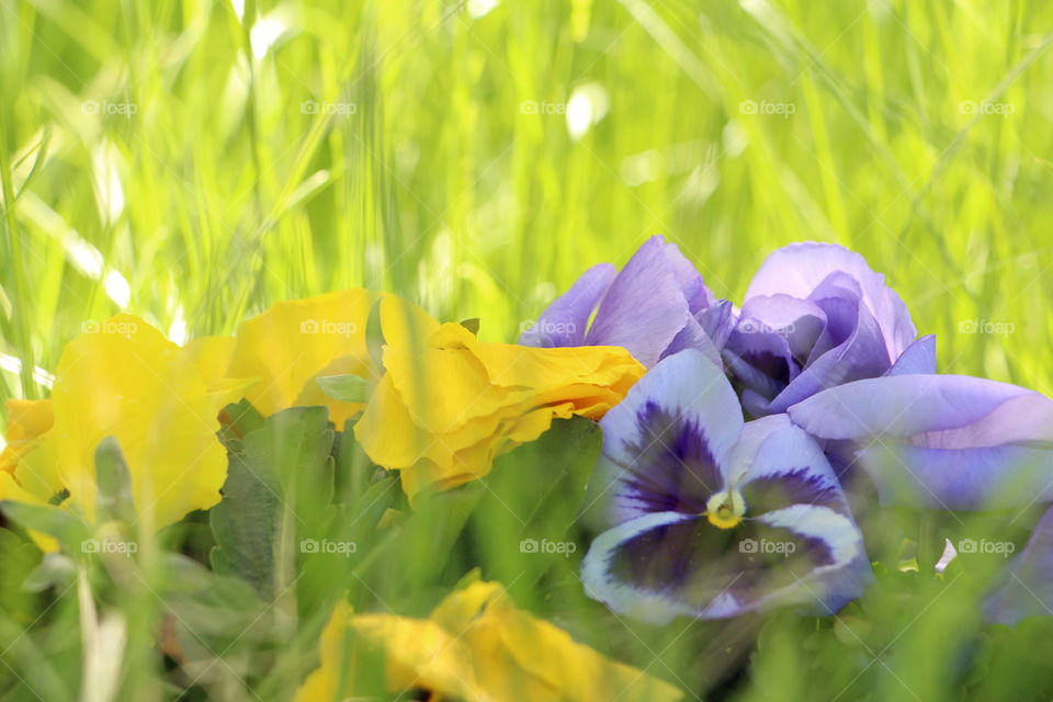 colourful pansies nestled in the green grass.