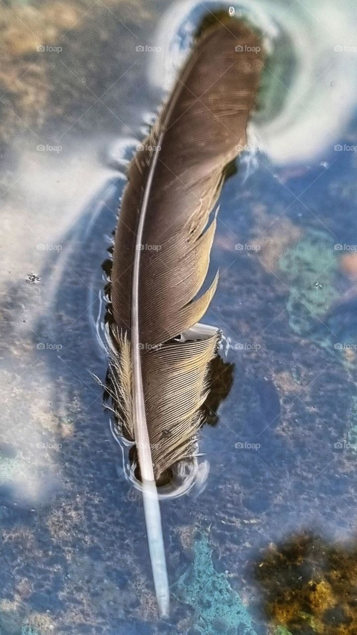 feather gentley drifting on water.