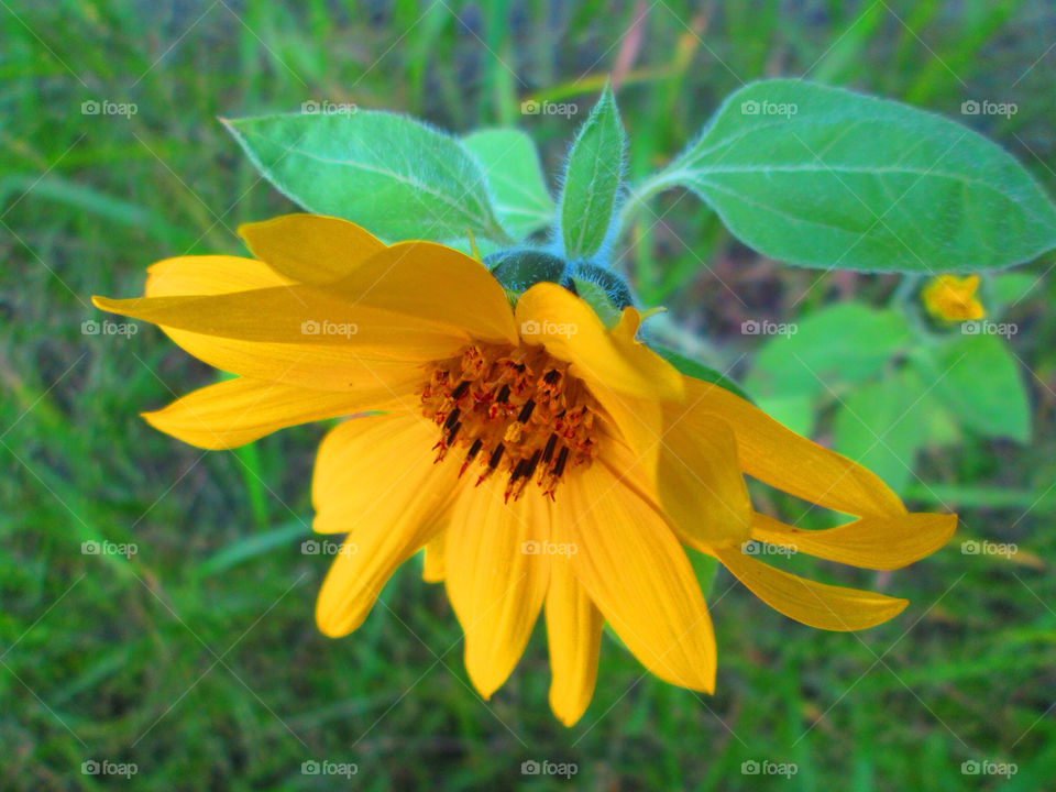 yellow nature flower sunflower by ashley77