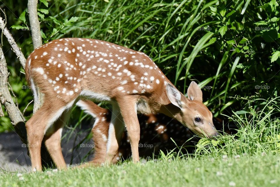 Fawn eating grass