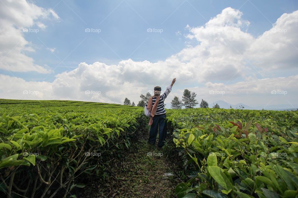 tea plantation