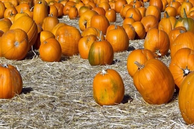 pumpkin kgphotography by kghilieri