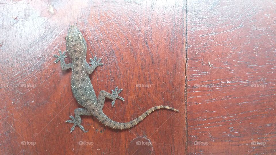 House Gecko (Huna) on a timber door