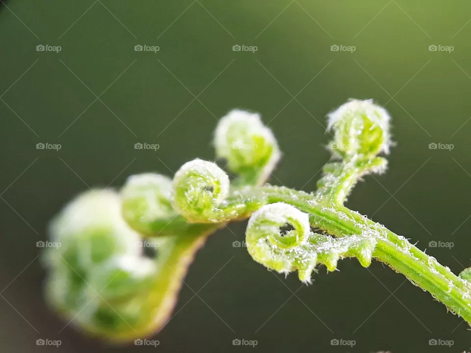 fern