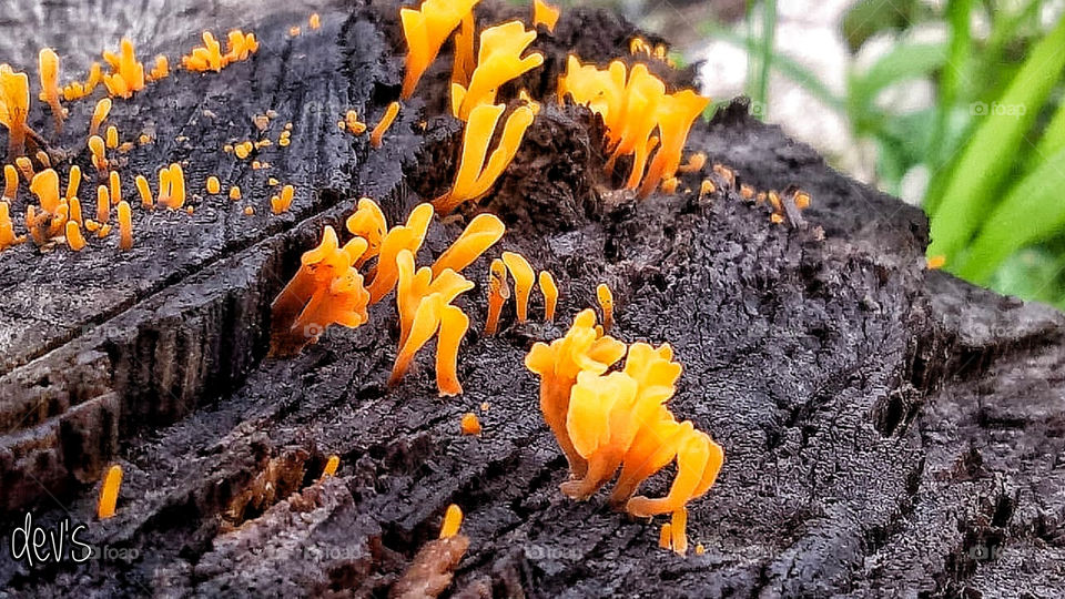 There is nothing more resilient From June rains He kept his longing a secret To the flowering tree

--- Sapardi Djoko. D