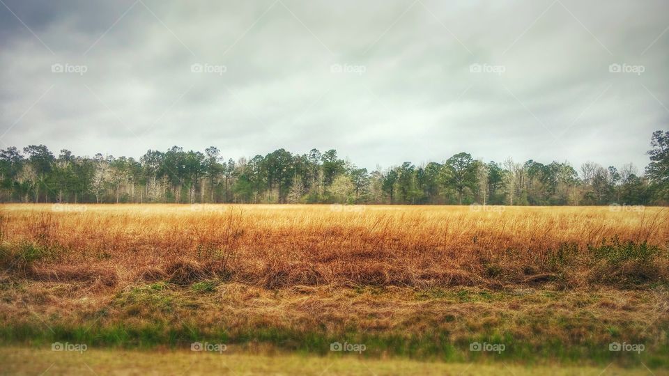 Field, Landscape, Agriculture, Cereal, Wheat