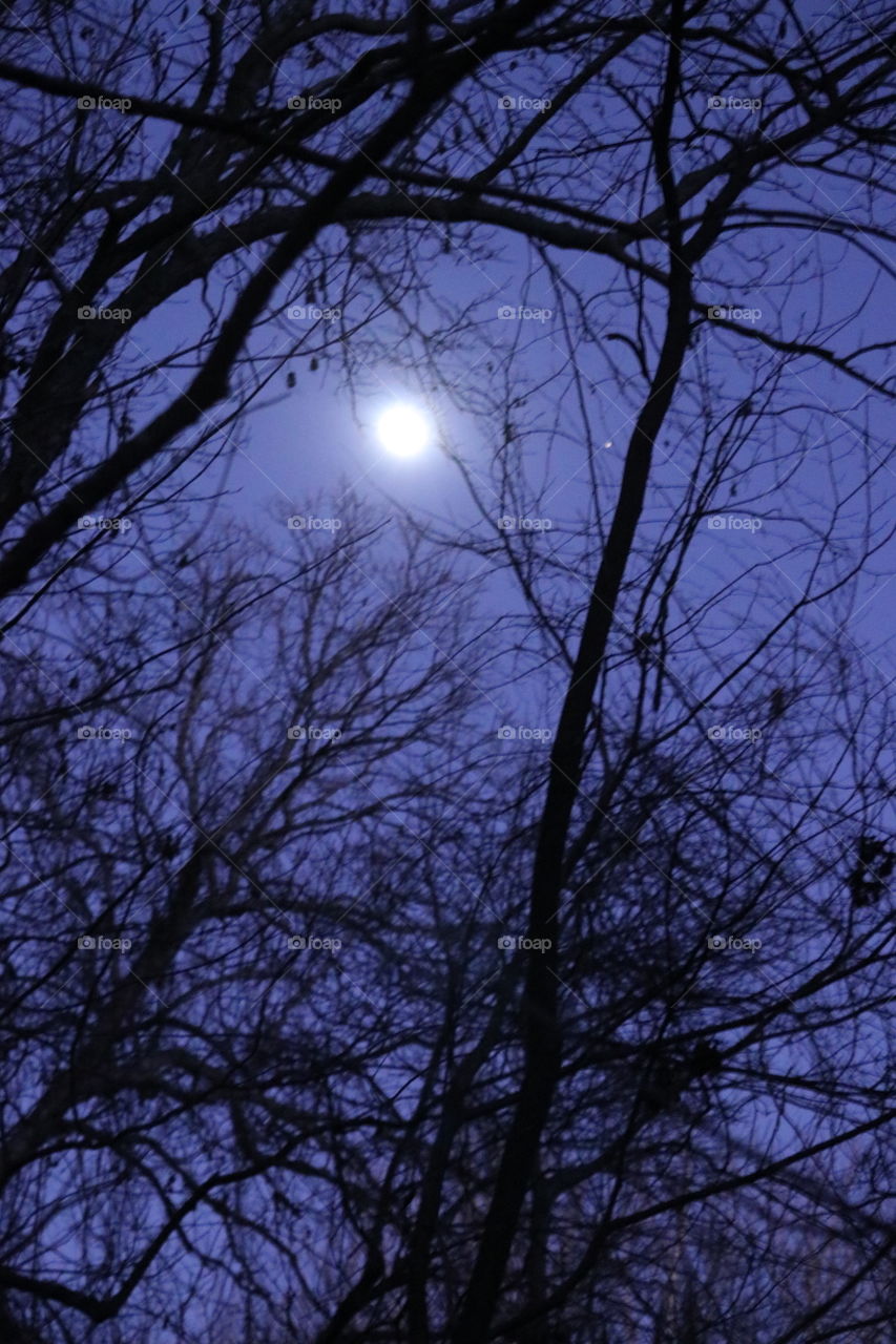 A full moon peeking through the tree branches on a walk through the woods.