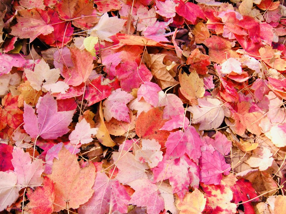 Fallen Autumn leaves-the brightly colored foliage slowly drops from the trees and shrubs to carpet the ground. 