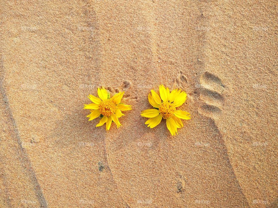 yellow spring flower isolated on a   yellow sand background