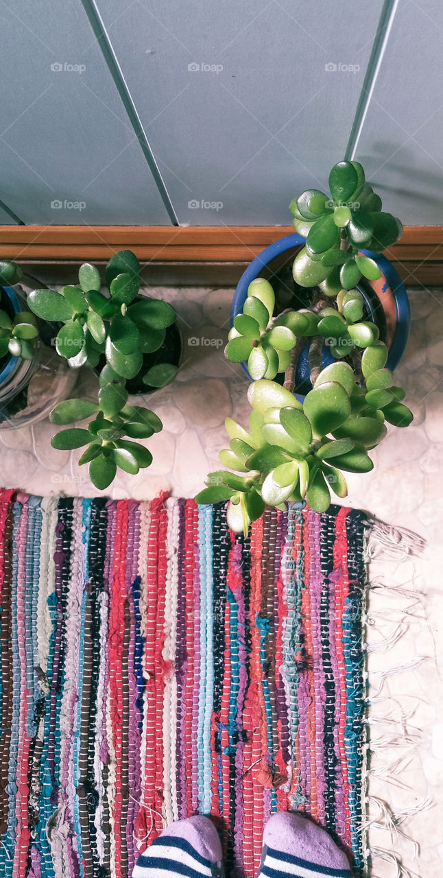 Flowerpots with crassula and a  rug