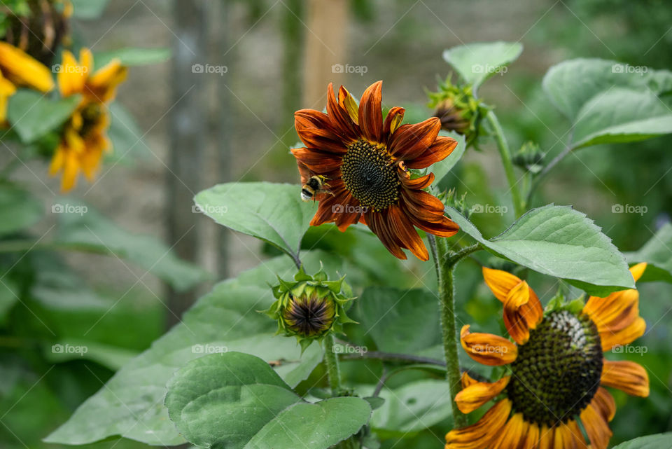 sunflowers bees and bumblebees