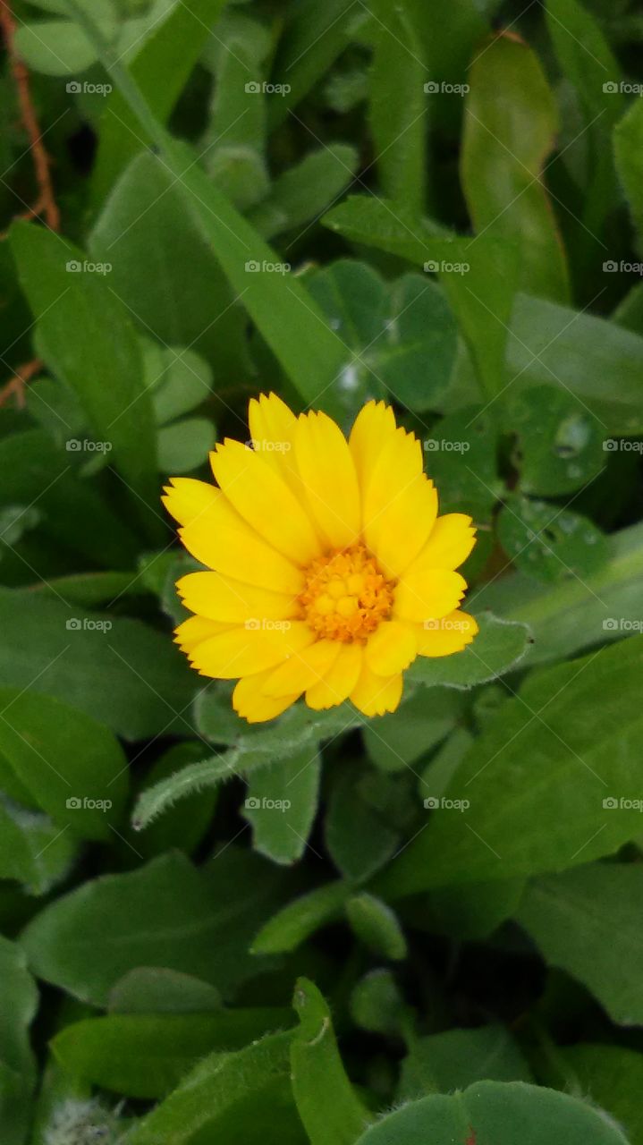 Nature, Flora, Leaf, Summer, Flower