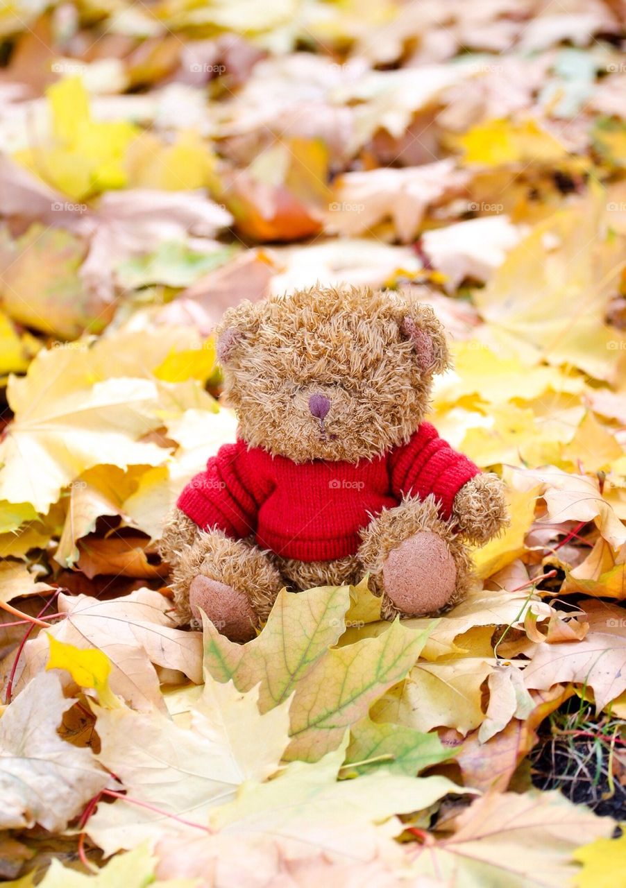 Cute bear on autumn leaf