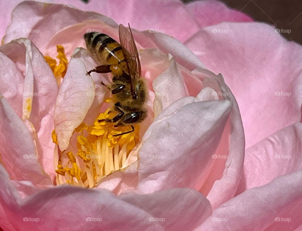 Closeup shot of an European honey bee gathering pollen from the stamen of a pink camellia flower.